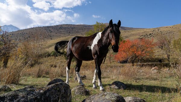 Ала-Арча жаратылыш паркында жылкы жайылып жүрөт. Архив - Sputnik Кыргызстан