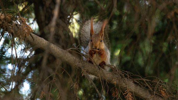Белка грызет орех в природном парке Ала-Арча. Архивное фото - Sputnik Кыргызстан