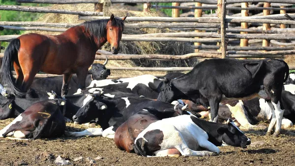 Работа полевой молочной фермы  - Sputnik Кыргызстан