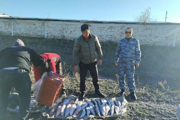 Облустук ички иштер башкармалыгы 19-октябрдан бери браконьерликке каршы күрөшүү боюнча рейд жүрүп жатканын билдирди - Sputnik Кыргызстан