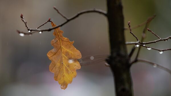 Осенний листок на ветке дерева во время дождя. Архивное фото  - Sputnik Кыргызстан