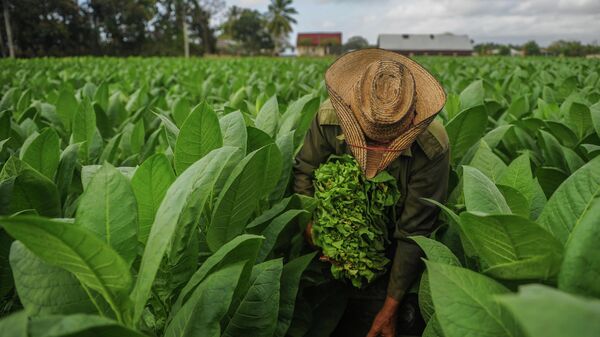 Фермер работает на табачной плантации. Архивное фото - Sputnik Кыргызстан