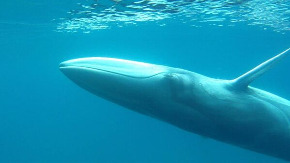 Редкий вид усатых китов Balaenoptera omurai. Фото сделано в водах Мадагаскара.  - Sputnik Кыргызстан