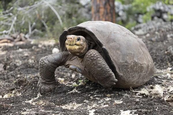 Жок болуп бара жаткан Fernandina Giant Tortoise таш бакасы - Sputnik Кыргызстан