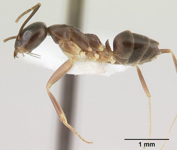 Редкий вид муравья Gracilidris pombero - Sputnik Кыргызстан