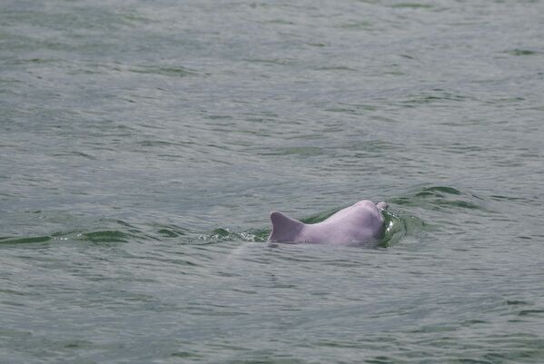 Китайский белый дельфин в водах Гонконга. Животное также называют розовым дельфином.  - Sputnik Кыргызстан