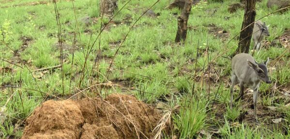 Небольшое африканское млекопитающее дукер Уолтера, снятое в Африке. Это первое изображение такого редкого вида животных.  - Sputnik Кыргызстан