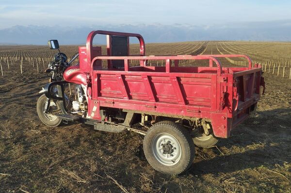 Аграрии из Молдовы разбили облепиховый сад на 25 гектарах в Тюпском районе Иссык-Кульской области - Sputnik Кыргызстан