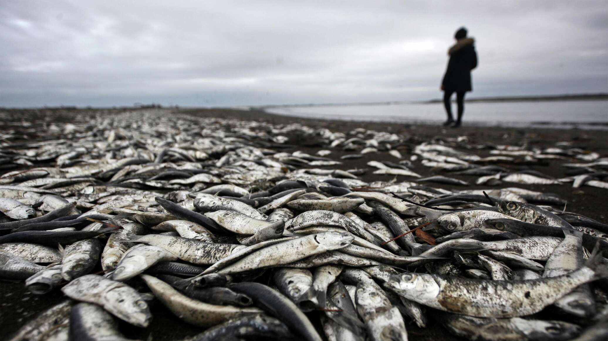 Рыбки гибнут. Вымирание рыб. Загрязнение воды рыбы.