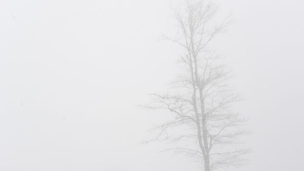 Дерево в тумане. Архивное фото - Sputnik Кыргызстан