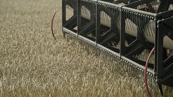 Уборка урожая пшеницы на полях. Архивное фото - Sputnik Кыргызстан