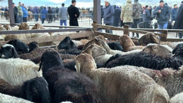 Скотный рынок в Баткене. Фото иллюстративное  - Sputnik Кыргызстан