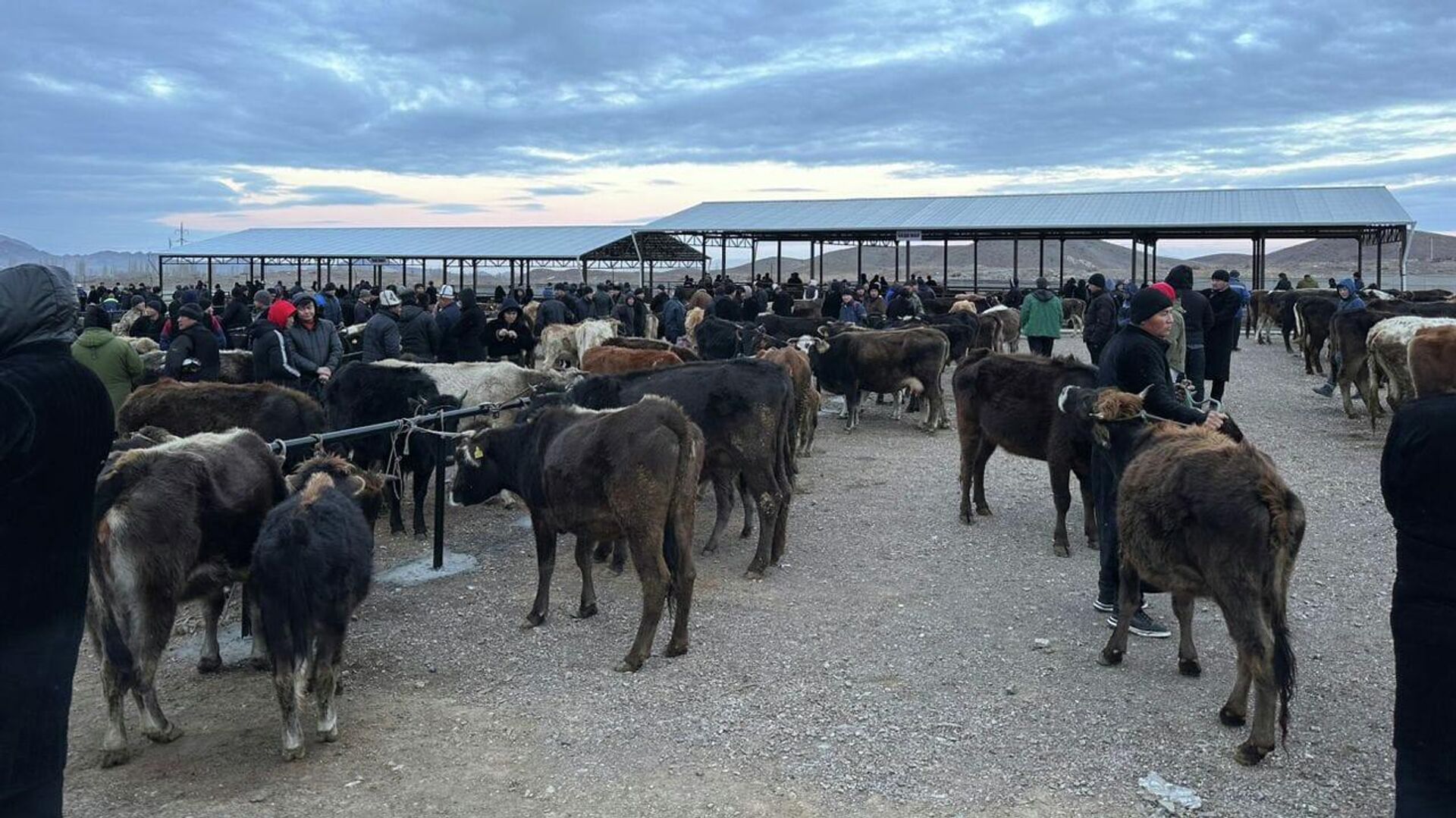 Новый скотный рынок со всеми условиями в Баткене - Sputnik Кыргызстан, 1920, 28.03.2026