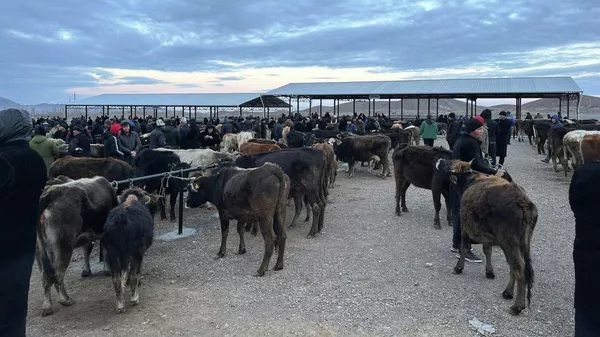 Новый скотный рынок со всеми условиями в Баткене - Sputnik Кыргызстан