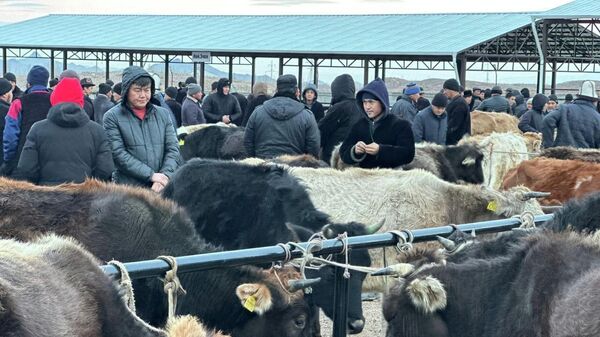 Баткенде 23 млн. сомго бүт шарттары менен курулган мал базардын сүрөттөрү - Sputnik Кыргызстан