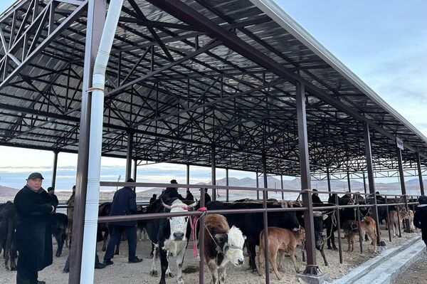 Баткен шаарынын Чет-Булак аймактык башкармалыгында курулган муниципалдык мал базар пайдаланууга берилди - Sputnik Кыргызстан