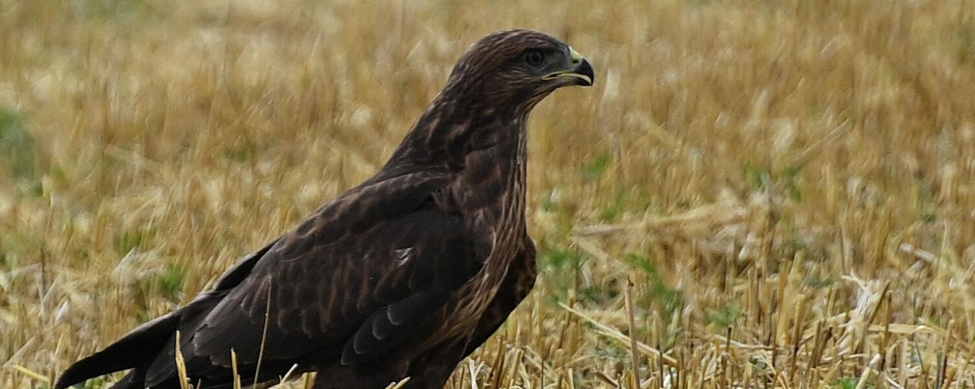 Бүркүт. Архив - Sputnik Кыргызстан, 1920, 30.07.2025