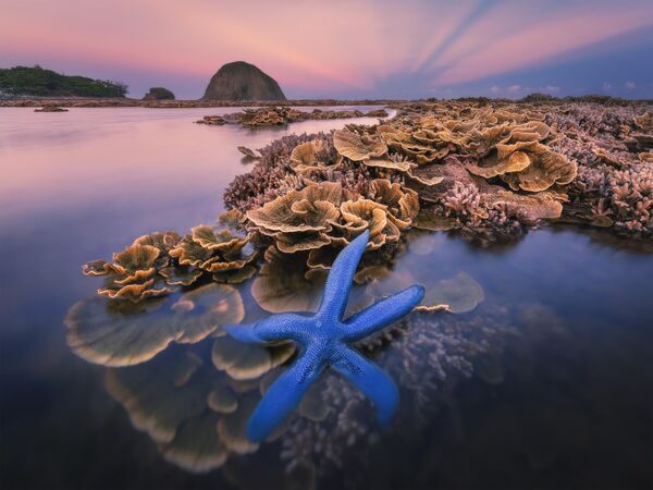 &quot;Морской цветочный сад&quot; сфотографировал Нхан Цао Ки из Вьетнама  - Sputnik Кыргызстан