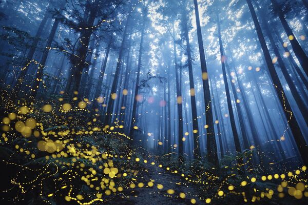 &quot;Летающие светлячки&quot; от тайваньского фотографа Ширли Вонг - Sputnik Кыргызстан