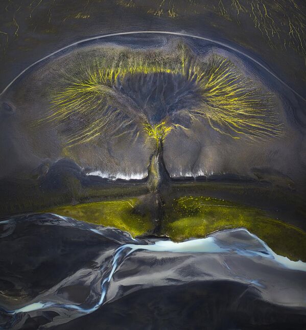 &quot;Дерево жизни&quot; сфотографировала итальянка Изабелла Табакки - Sputnik Кыргызстан