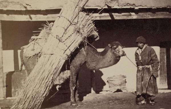Талаадан камыш жыйнап келип базарда саткан тургун. Ташкент шаары, 1870-80-жылдар. - Sputnik Кыргызстан