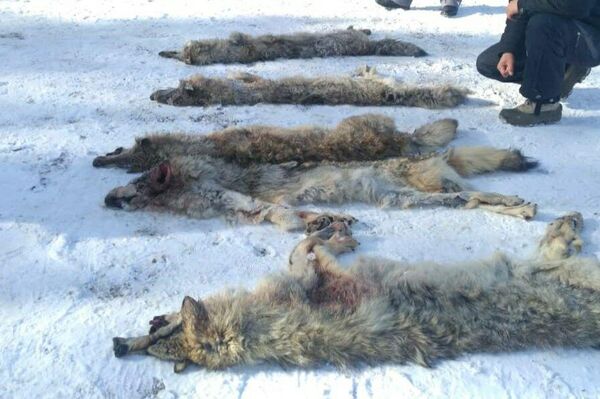 Узаган жылы Нарын облусунда 117 карышкыр, 98 чөө атылып, мергенчилерге сый акы берилди - Sputnik Кыргызстан