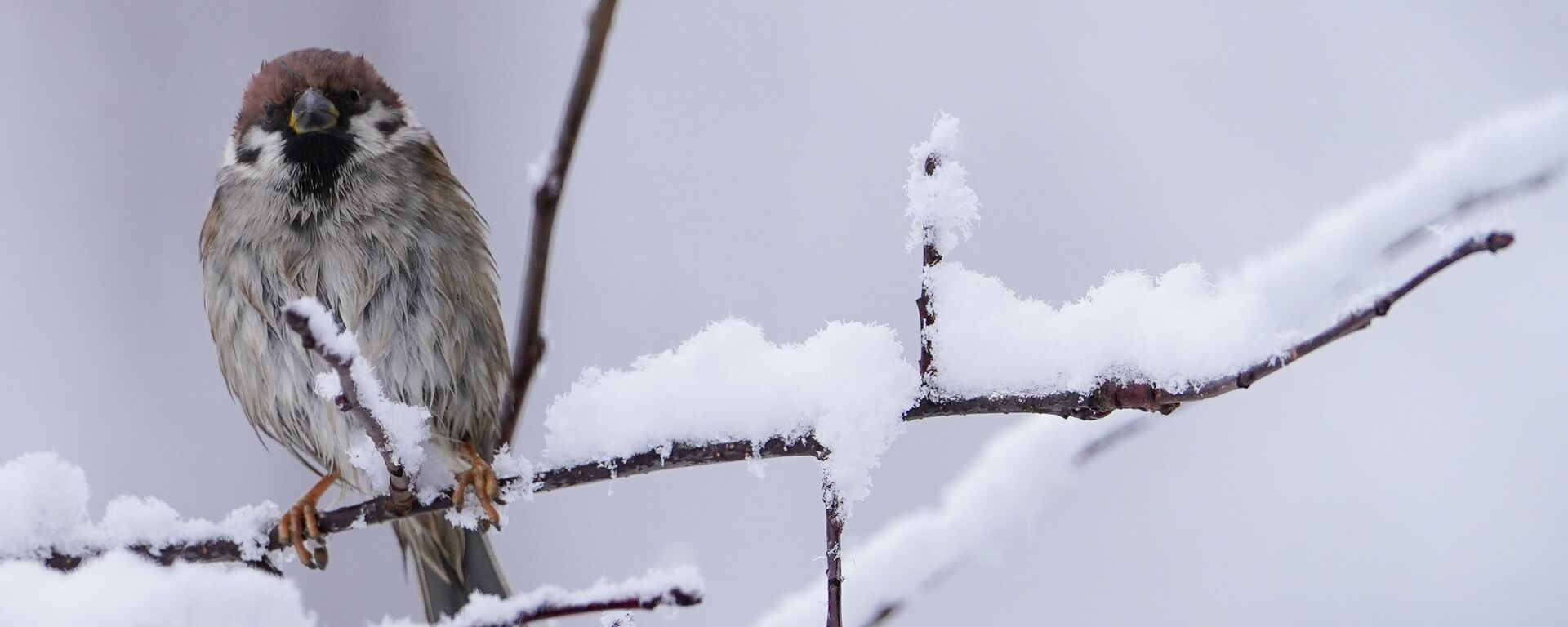 Аба ырайы - Sputnik Кыргызстан, 1920, 14.12.2025