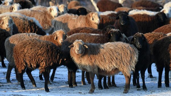 Стадо овец на ферме. Архивное фото  - Sputnik Кыргызстан