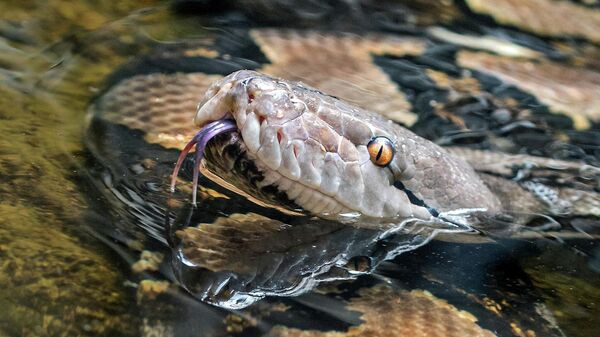Змея во время охоты в водоеме. Архивное фото  - Sputnik Кыргызстан
