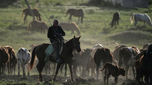 Пастух на лошади пасет коров на пастбище. Архивное фото  - Sputnik Кыргызстан