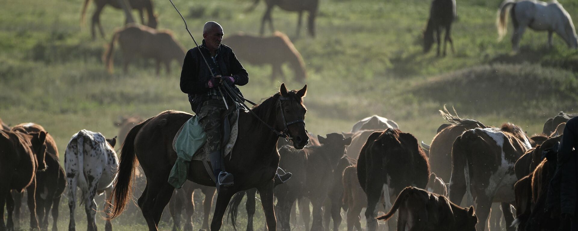 Пастух на лошади пасет коров на пастбище. Архивное фото  - Sputnik Кыргызстан, 1920, 11.03.2024