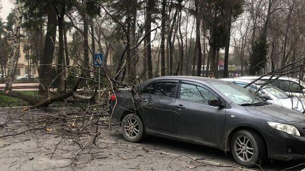 Последствия сильного ветра в Бишкеке  - Sputnik Кыргызстан