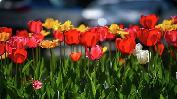 Цветение тюльпанов. Архивное фото - Sputnik Кыргызстан