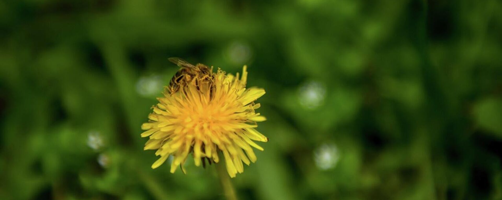 Весна в Бишкеке - Sputnik Кыргызстан, 1920, 29.03.2026