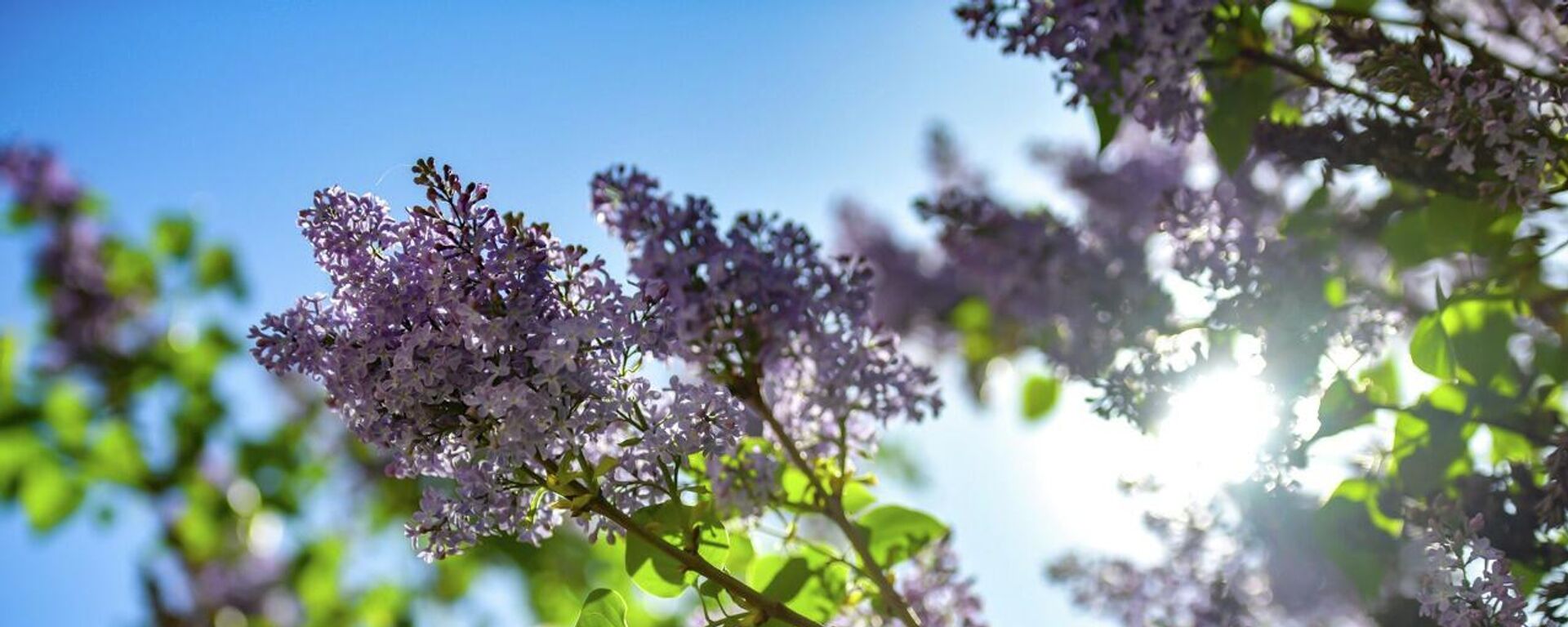 Жаз. Архив - Sputnik Кыргызстан, 1920, 12.01.2026