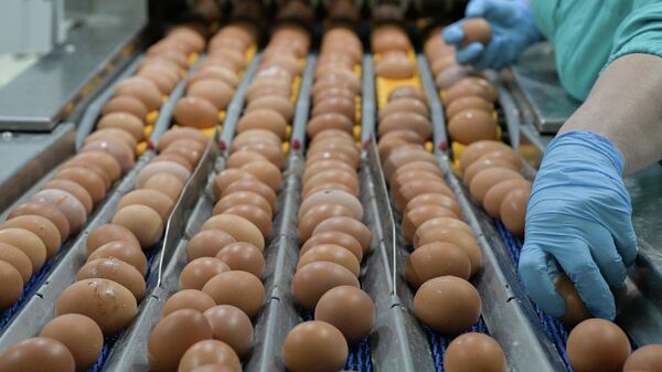 Производство куриных яиц. Архивное фото - Sputnik Кыргызстан