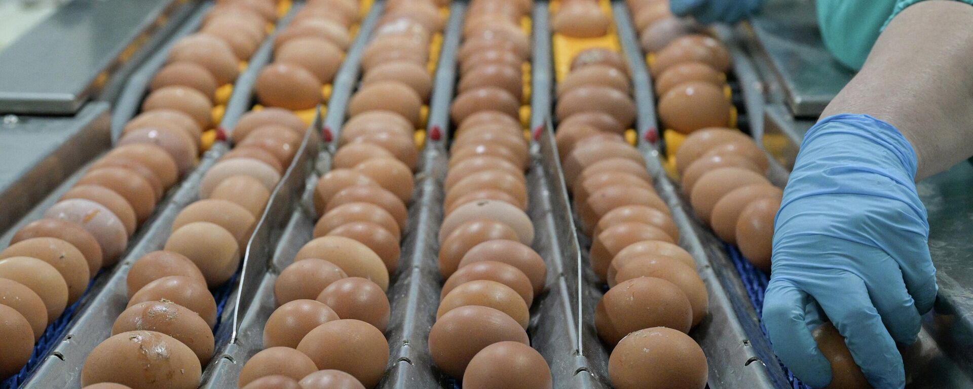 Производство куриных яиц. Архивное фото - Sputnik Кыргызстан, 1920, 26.04.2024