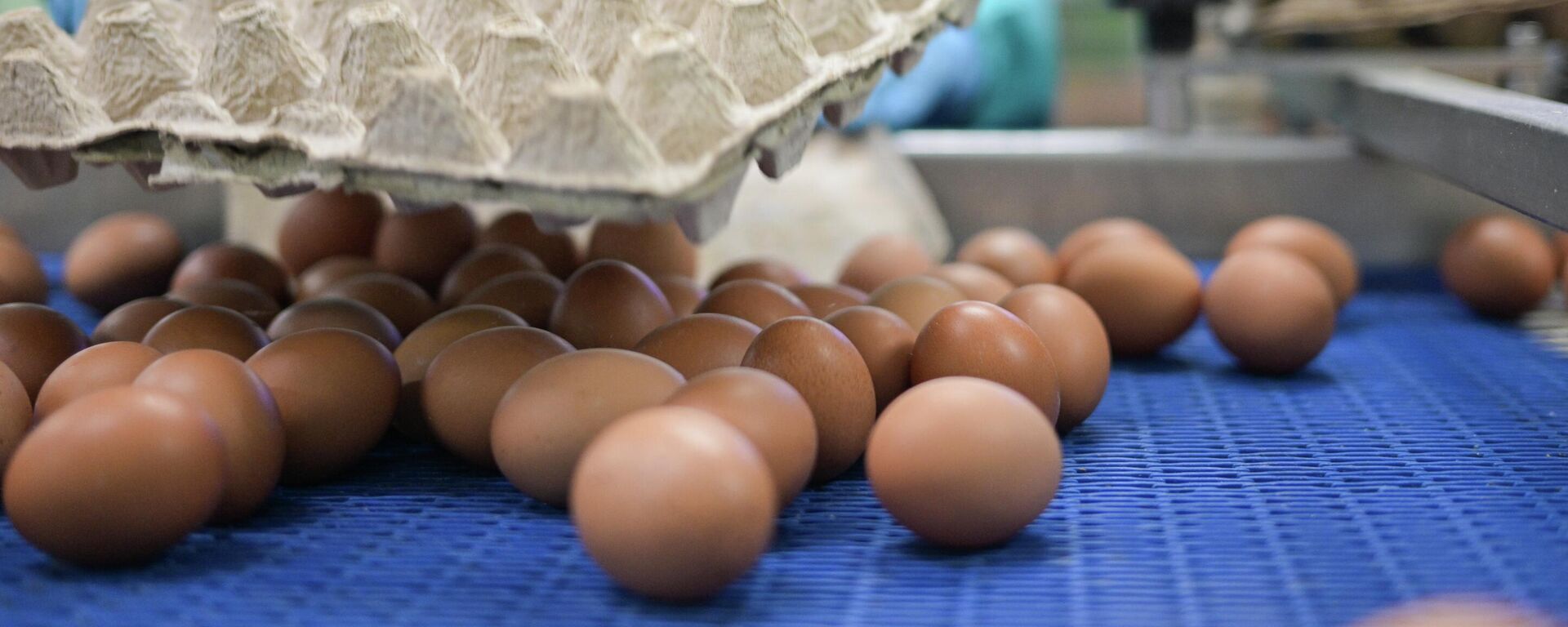 Кыргызстанга сырттан жумуртка ташууга тыюу салынды. Архив - Sputnik Кыргызстан, 1920, 02.05.2025