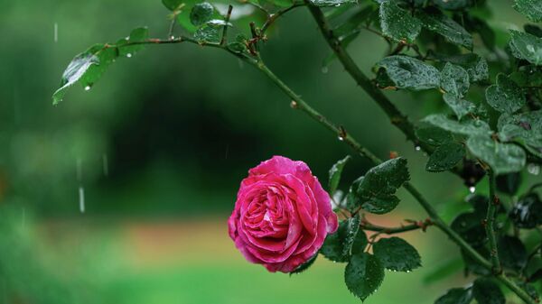 Цветок розы под дождем. Архивное фото  - Sputnik Кыргызстан