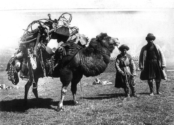 Кыргыз перевозит на верблюде свой скарб и разобранную юрту (1930-е годы) - Sputnik Кыргызстан
