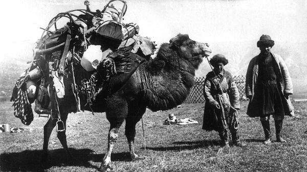 Кыргыз перевозит на верблюде свой скарб и разобранную на части юрту. 1930-е годы - Sputnik Кыргызстан