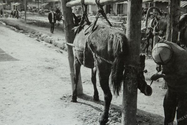Кузнец подковывает лошадь (Каракол, 1932) - Sputnik Кыргызстан