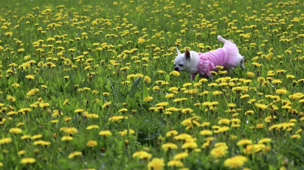 Собака гуляет на поляне с одуванчиками - Sputnik Кыргызстан