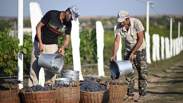 Сбор урожая на винограднике. Архивное фото - Sputnik Кыргызстан