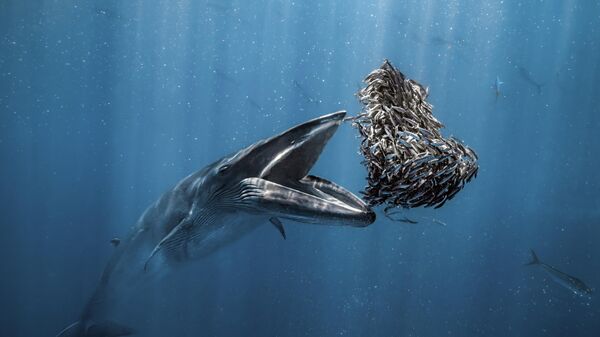 Снимок полосатика Брайда фотографа Rafael Fernández Caballero, ставший победителем в конкурсе Ocean Photographer of the Year 2024 - Sputnik Кыргызстан