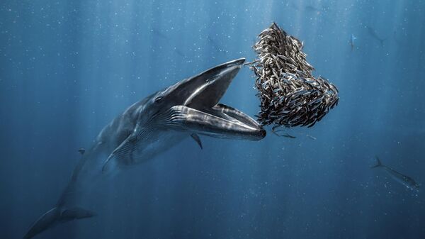 Снимок полосатика Брайда фотографа Rafael Fernández Caballero, ставший победителем в конкурсе Ocean Photographer of the Year 2024 - Sputnik Кыргызстан