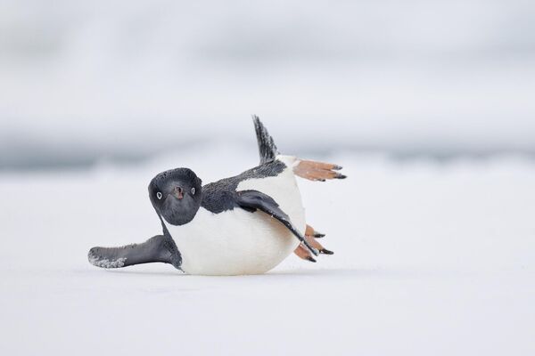 Комедийная птичка. Антарктида, Adélie Penguin - Sputnik Кыргызстан