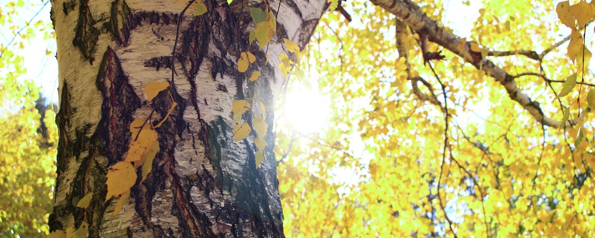 Күз Күз - Sputnik Кыргызстан, 1920, 19.10.2025