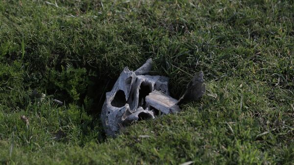 Рекультивация старого кладбища в Оше. Архивное фото - Sputnik Кыргызстан