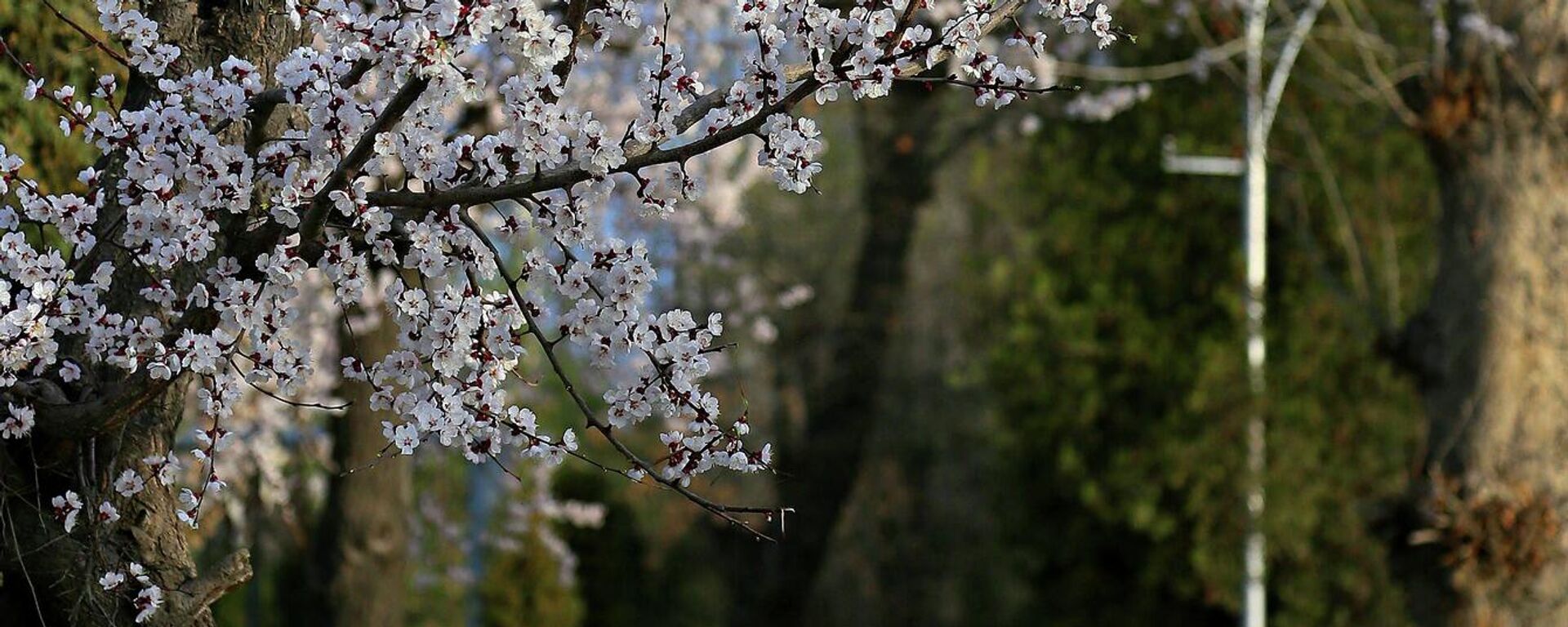 Жаз - Sputnik Кыргызстан, 1920, 29.03.2026